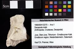 Foto (Objket + Etiketten) von Decapoda indet. 